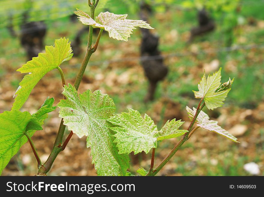 Beautiful Vineyards in spring, Burgundy, France. Beautiful Vineyards in spring, Burgundy, France
