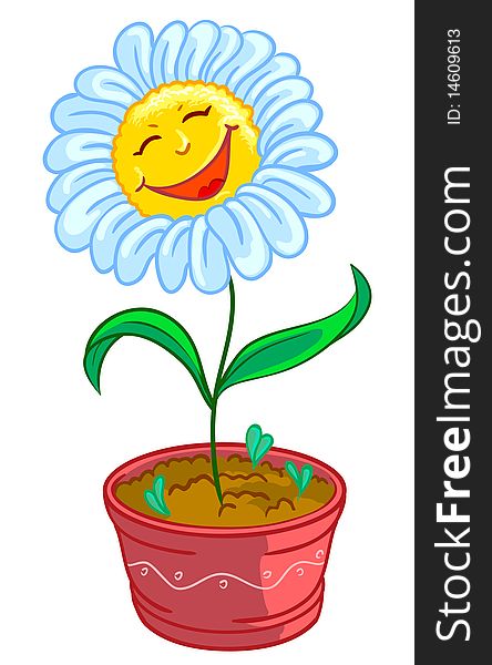 Chamomile in pot, illustration