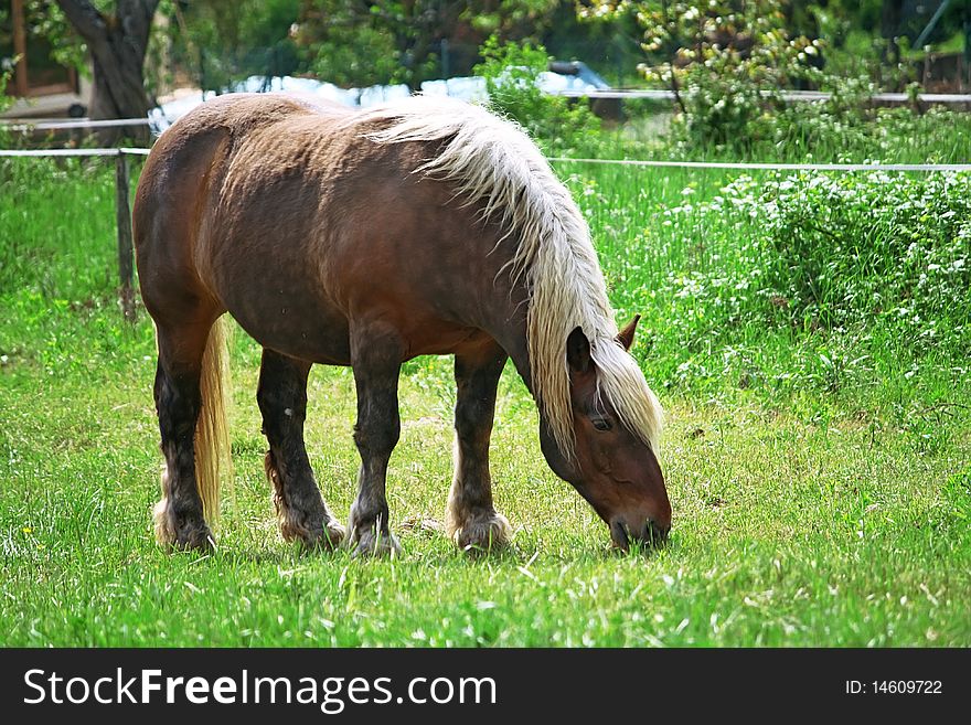 Beautiful blond stallion on a pasture, France