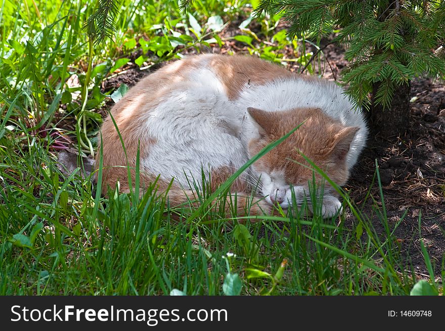 Cat sleeps under a tree. Cat sleeps under a tree