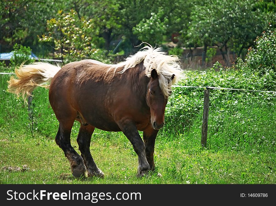 Beautiful blond stallion on a pasture