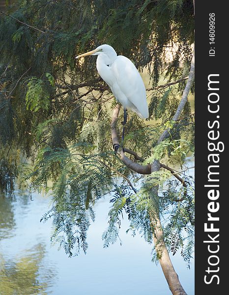 White Egret