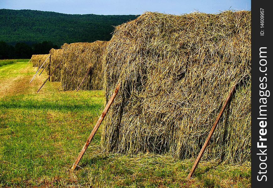 Drying hay on a meadow. Drying hay on a meadow