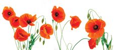 Group Of Poppies On A White Background Royalty Free Stock Photography
