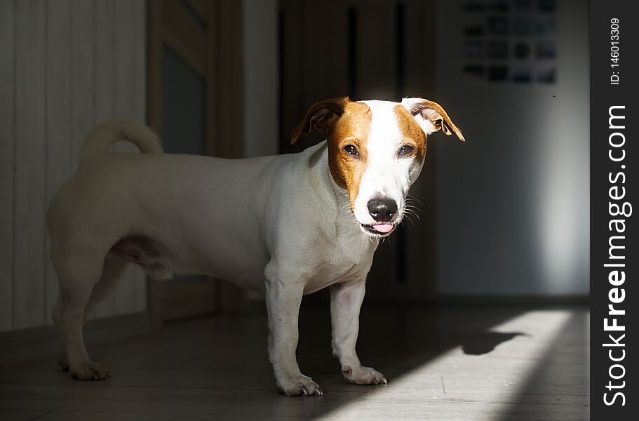 Jack Russell Terrier In The Sunlight And Looking