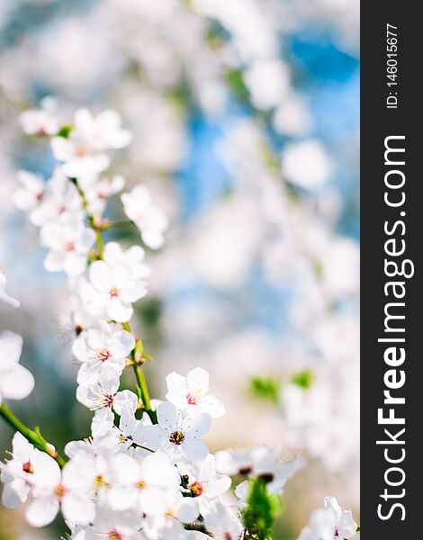 Cherry tree blossom and blue sky, white flowers as nature background