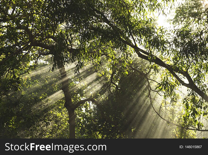Beautiful sunlight rays shining through the trees