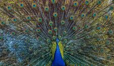 Free Close-up Shot Of A Puffed Peafowl Royalty Free Stock Photos - 146029568