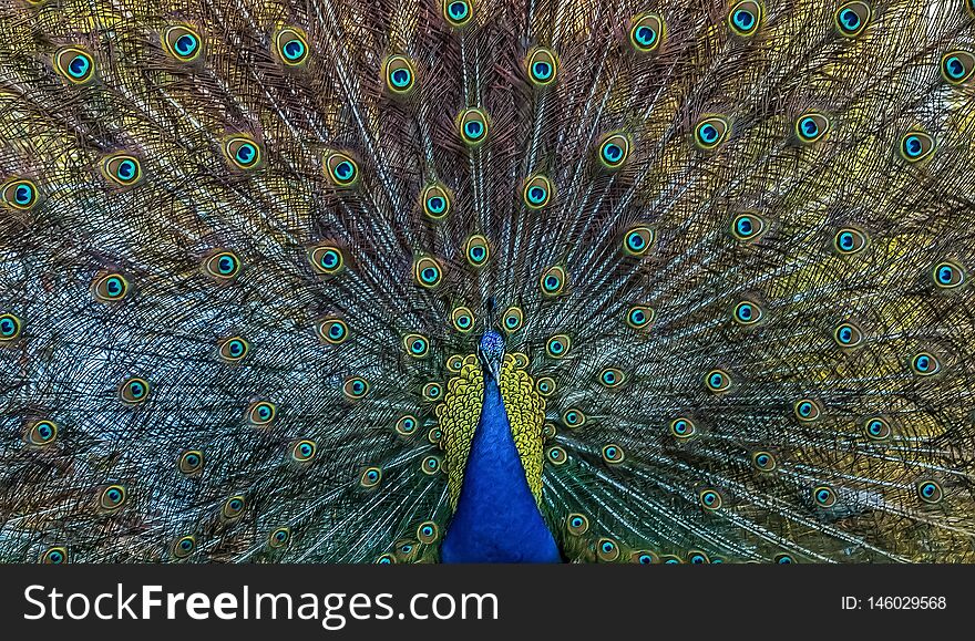 Close-up shot of a colourful puffed-up peafowl with shiny feathers. Close-up shot of a colourful puffed-up peafowl with shiny feathers
