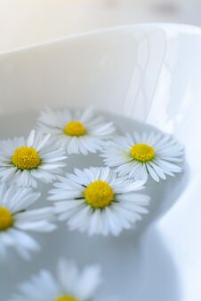 Close Up Of Daisy Flowers Floating In A Bowl Of Spa Water Royalty Free Stock Image