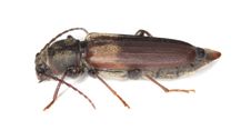 Black Spruce Long-horn Beetle Stock Photo