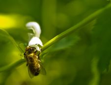 Bee At White Flower Royalty Free Stock Photo Bee At White Flower Royalty Free Stock Photo