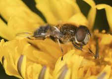 Flowerfly Feeding On A Dandelion. Royalty Free Stock Photos Flowerfly Feeding On A Dandelion. Royalty Free Stock Photos