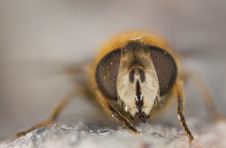 Extreme Close-up Of A Fly Stock Photo Extreme Close-up Of A Fly Stock Photo