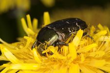 Rose Chafer (Potosia Cuprea) Royalty Free Stock Photography