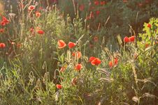 Light Falling Over A Field With Poppy Flowers Stock Photos Light Falling Over A Field With Poppy Flowers Stock Photos