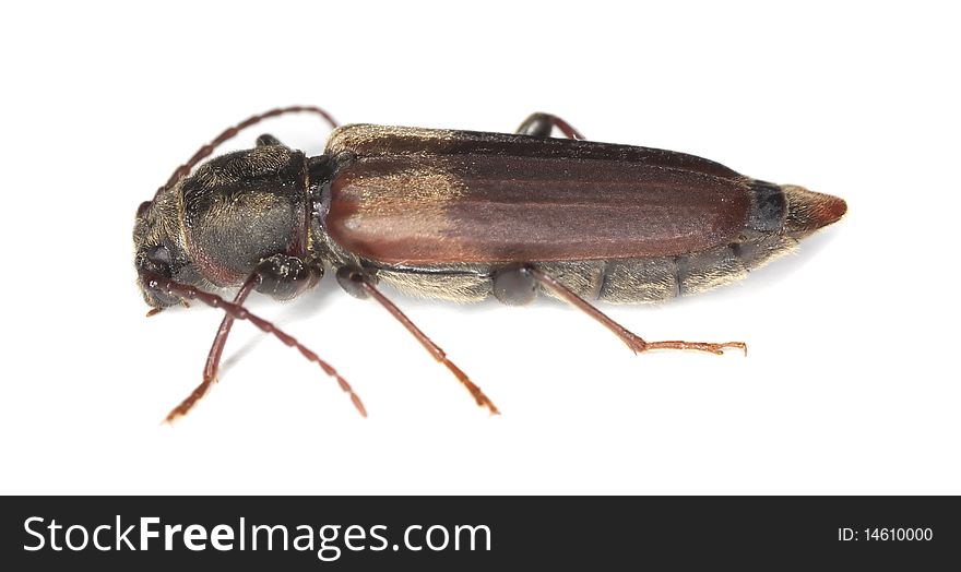 Black spruce long-horn beetle (tetropium castaneum) isolated on white background.