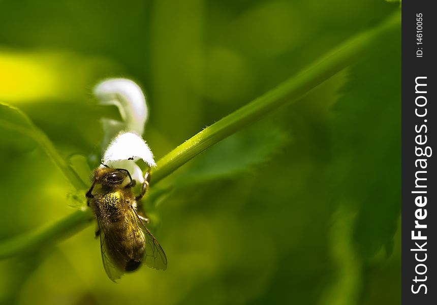 Bee at white flower