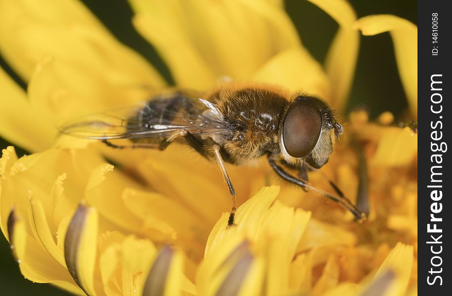 Flowerfly Feeding On A Dandelion.