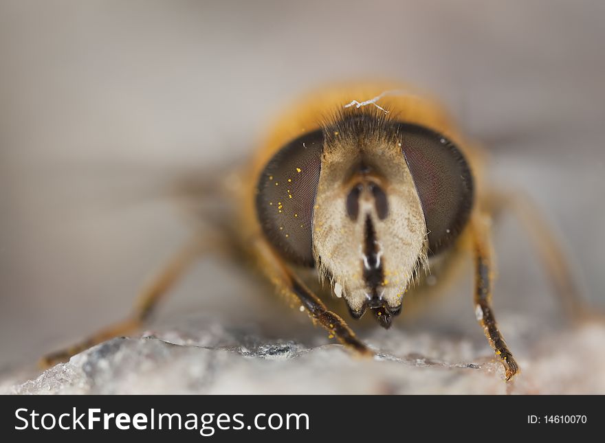 Extreme close-up of a fly shot with high magnification.