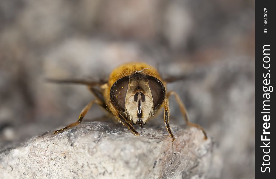 Extreme close-up of a fly shot with high magnification.