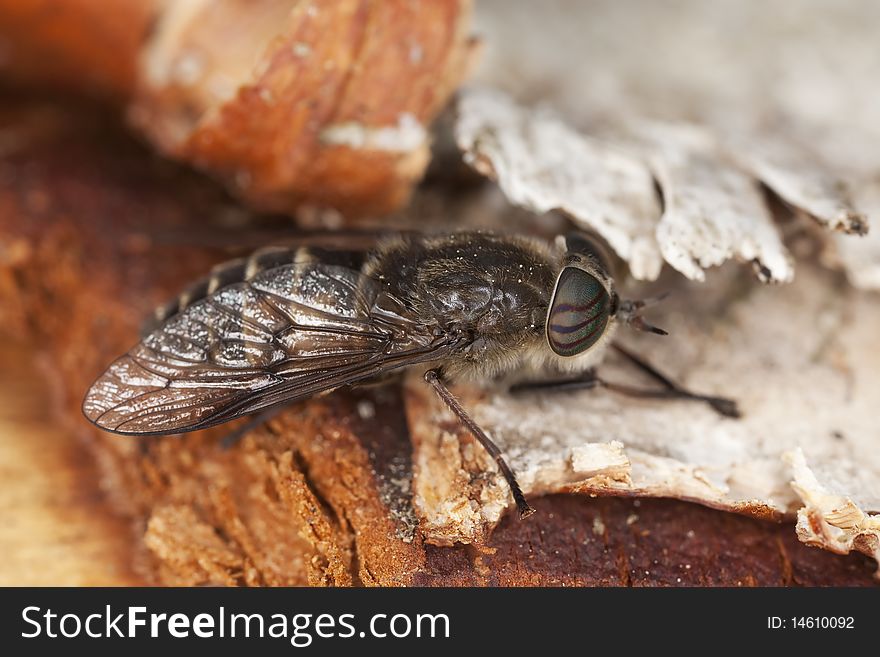 Fly on wood. Macro photo.