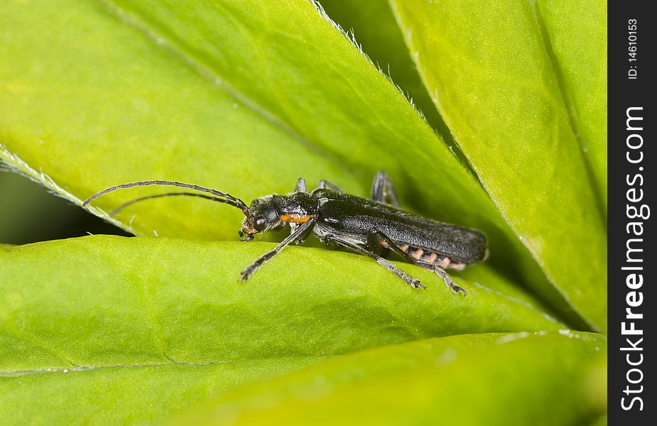 Soldier beetle sitting on a leaf.