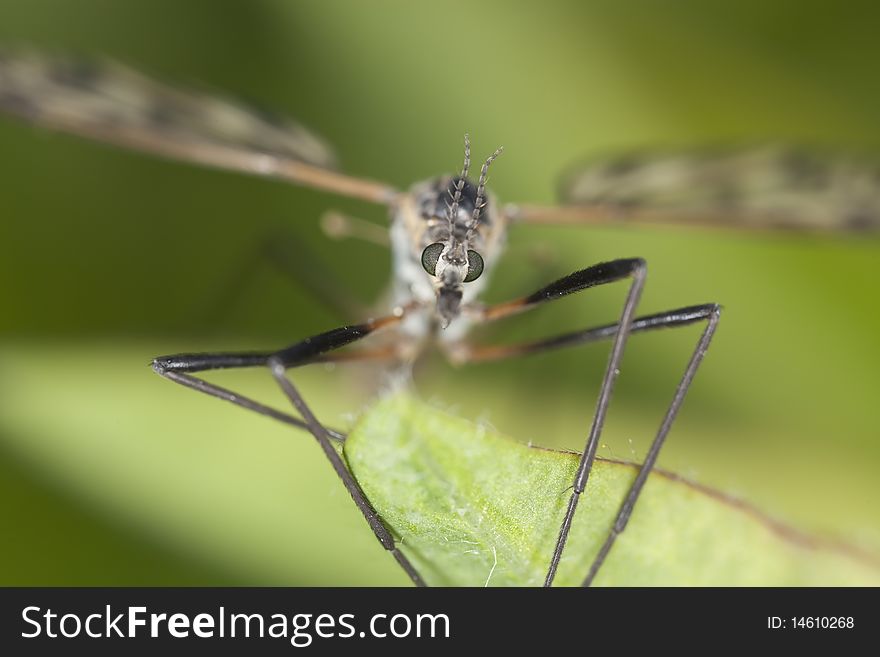 Extreme close-up of a craneflie. Extreme close-up of a craneflie.