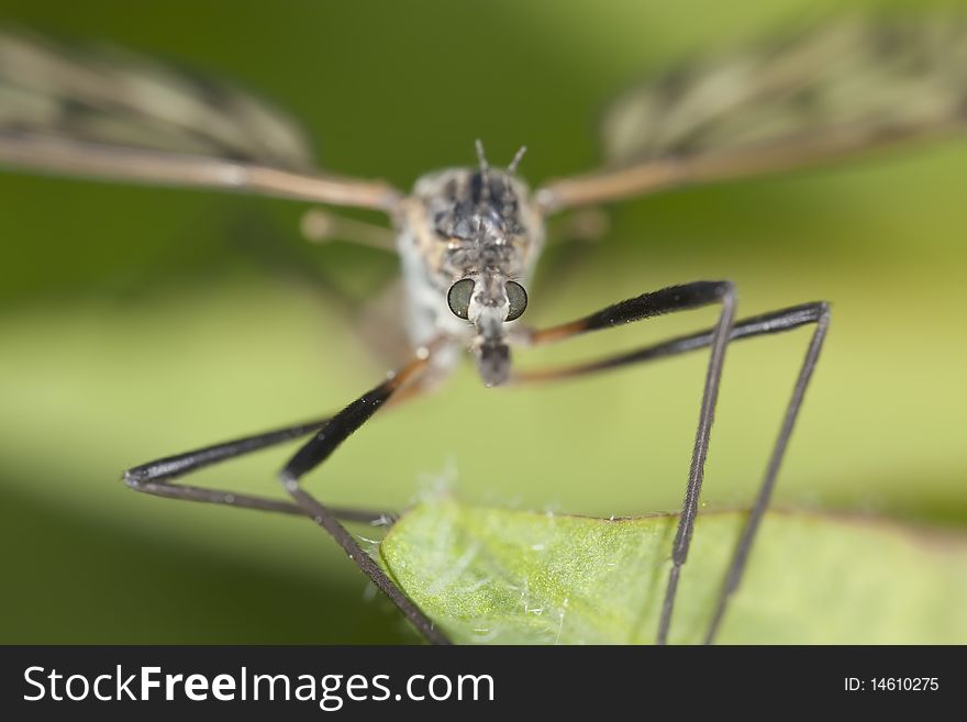 Extreme close-up of a craneflie. Extreme close-up of a craneflie.