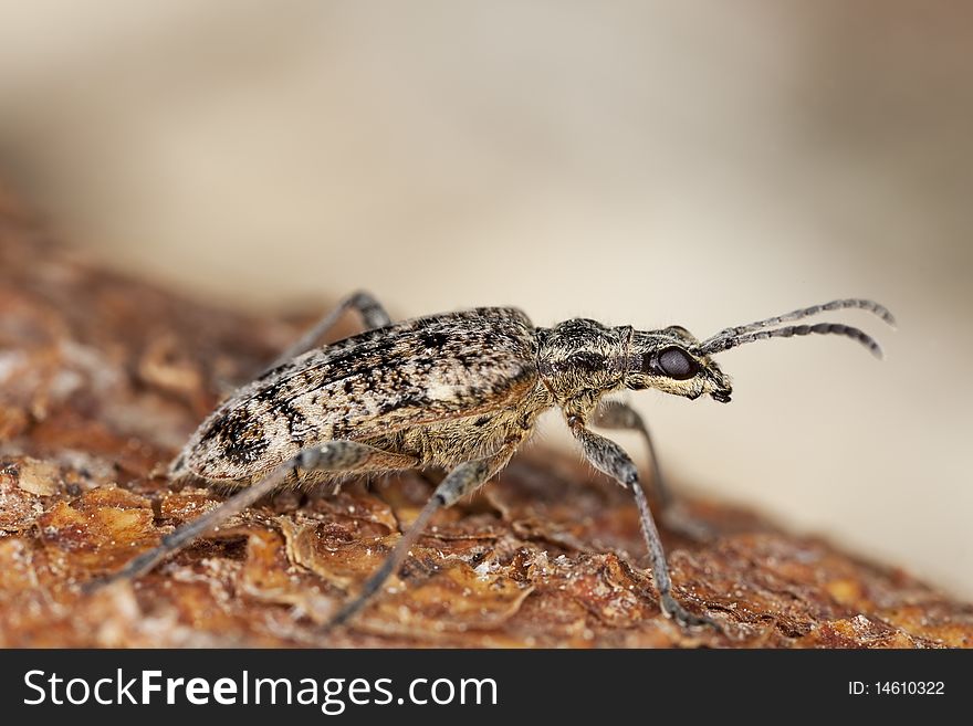 Blackspotted pliers support beetle sitting on wood.