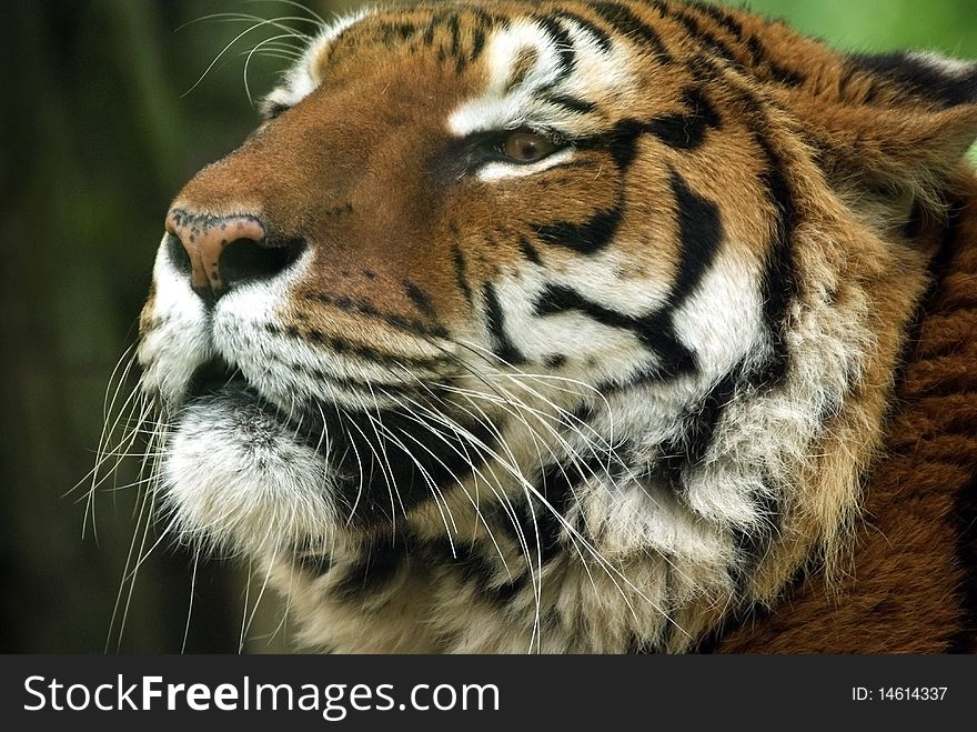 Close portrait of a Bengal Tiger sniffing out for danger. Close portrait of a Bengal Tiger sniffing out for danger