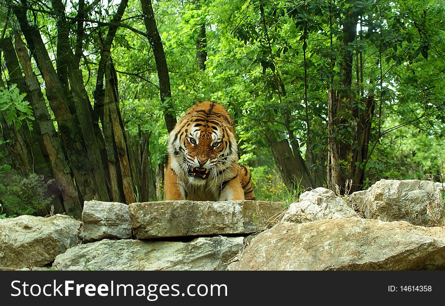 Tiger in striking attack pose and growling at another passing by tiger. Tiger in striking attack pose and growling at another passing by tiger