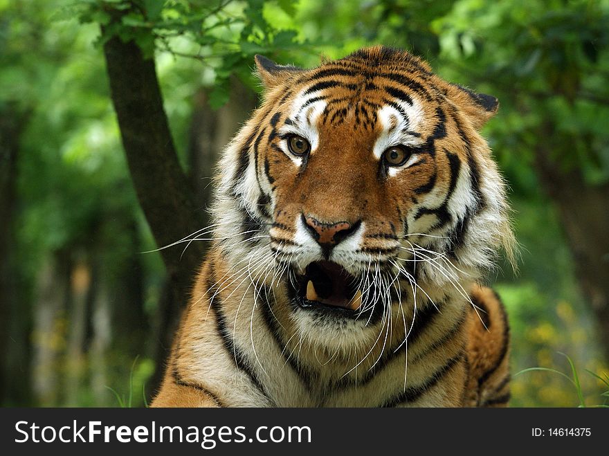 Annoyed Bengal Tiger