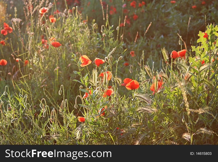 Light Falling Over A Field With Poppy Flowers