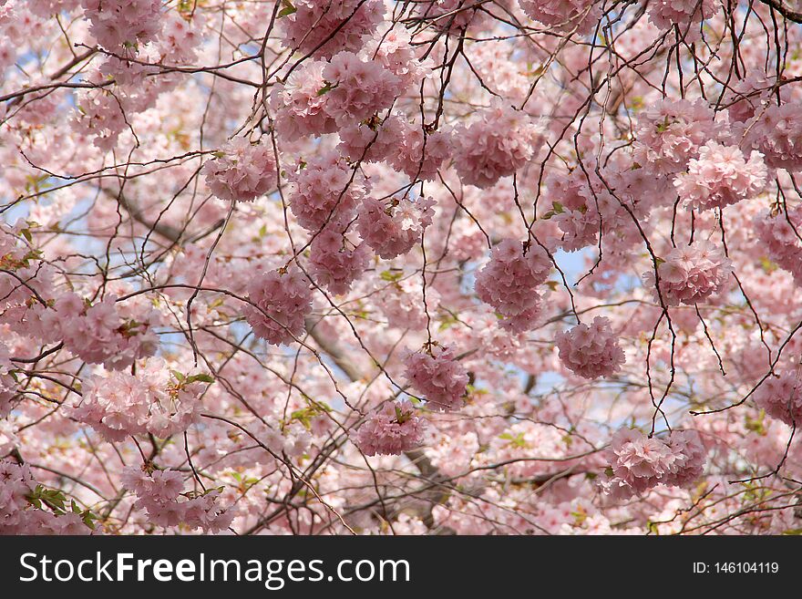 Sakura flowers in spring against the blue sky. Natural background. Sakura flowers in spring against the blue sky. Natural background