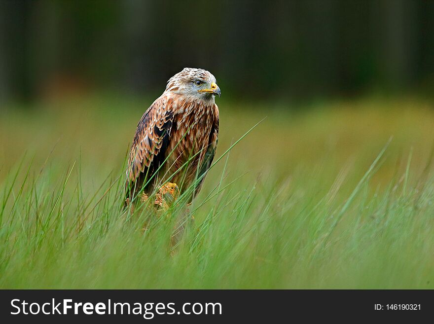 Bird of prey Red kite, Milvus milvus, landing in the green marsh grass, with open wings, forest in the background, wildlife.