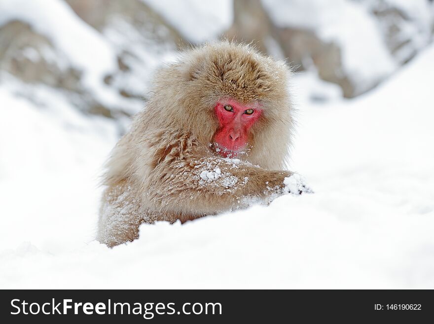 Monkey Japanese macaque, Macaca fuscata, sitting on the snow, Hokkaido, Japan, wildlife.