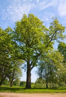 Green Oak Tree Royalty Free Stock Image Green Oak Tree Royalty Free Stock Image