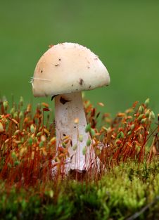 Mushroom - White Toadstool Royalty Free Stock Photos
