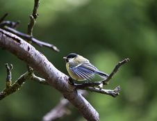 Great Tit (Parus Major) Stock Image