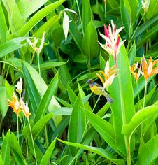 Garden Flora And Fauna Stock Images Garden Flora And Fauna Stock Images
