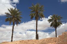 Palm Trees Stock Photo Palm Trees Stock Photo