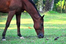 Horse And Bird Feeding Together Royalty Free Stock Photography
