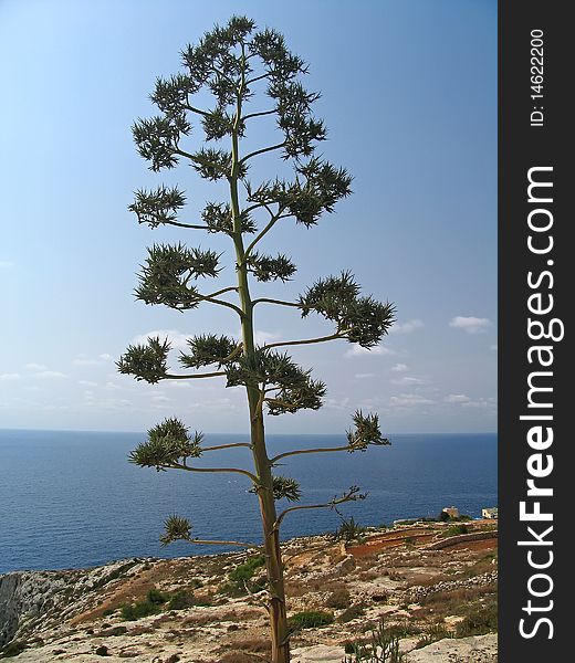 Exotic maltese plant on Gozo island. Exotic maltese plant on Gozo island