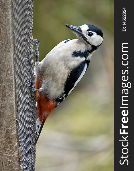 A Great Spotted Woodpecker On A Bird Feeder. A Great Spotted Woodpecker On A Bird Feeder