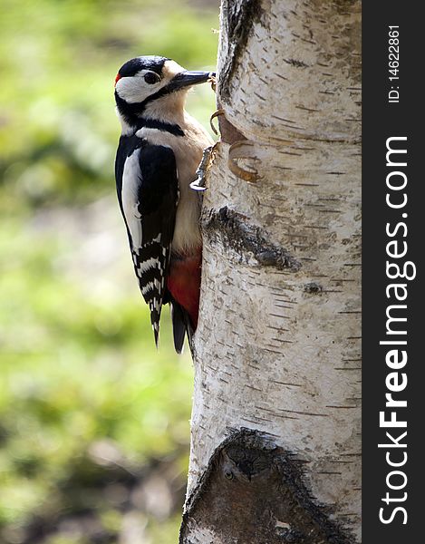 A Great Spotted Woodpecker On The Side Of A Silver Birch Tree. A Great Spotted Woodpecker On The Side Of A Silver Birch Tree
