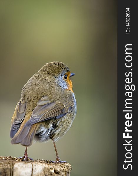 A Robin Perched On A Fence Post. A Robin Perched On A Fence Post