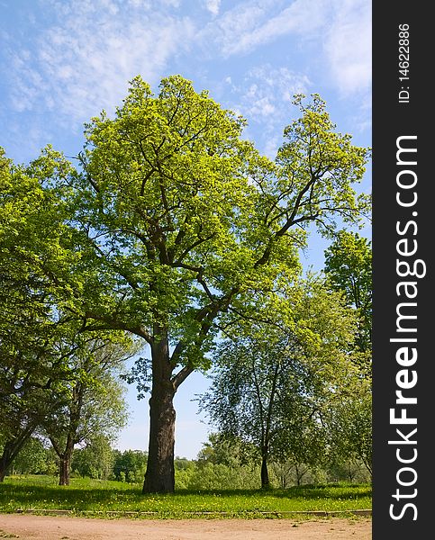 Green oak tree in city park