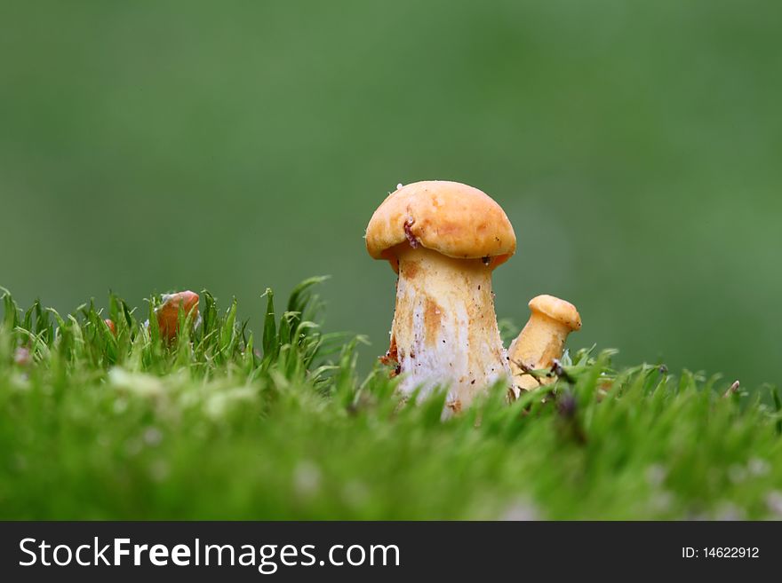 Two yellow mushrooms in the moss