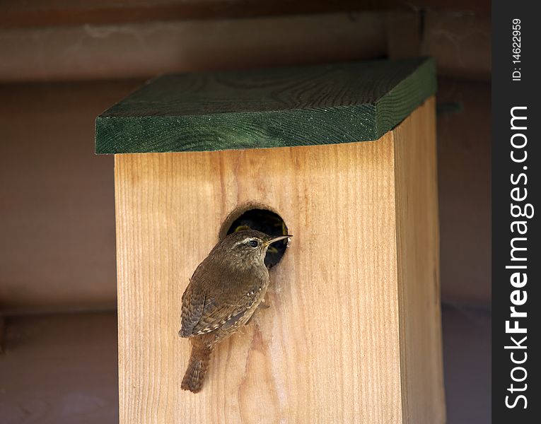 A Wren Feeding Its Young At A Nest Box. A Wren Feeding Its Young At A Nest Box